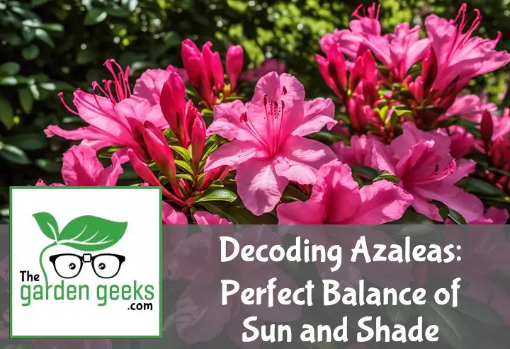 Decoding Azaleas: Perfect Balance of Sun and Shade