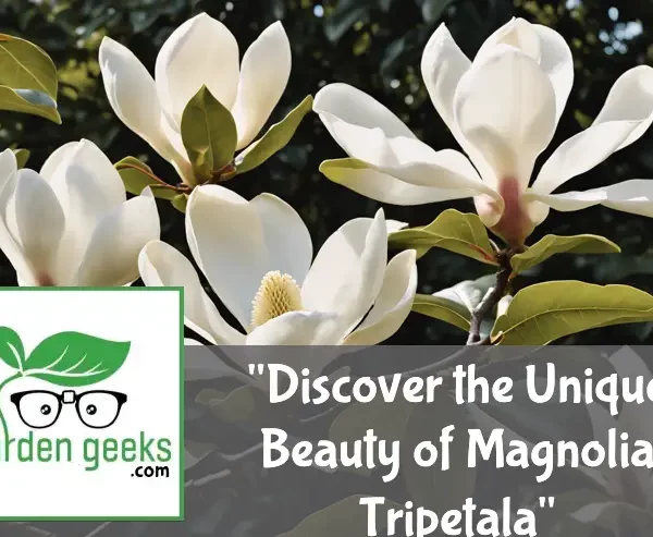 Discover the Unique Beauty of Magnolia Tripetala