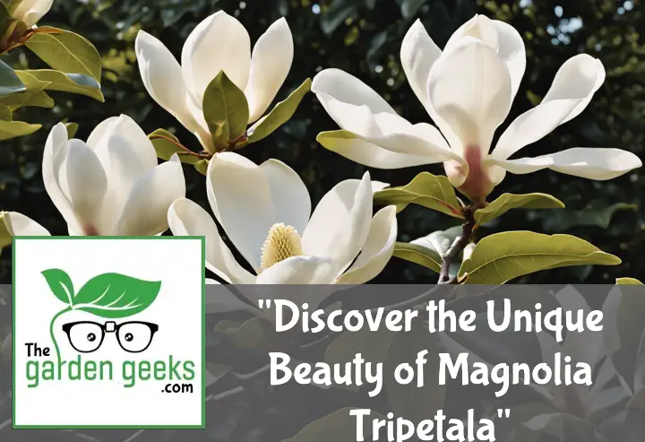 Discover the Unique Beauty of Magnolia Tripetala