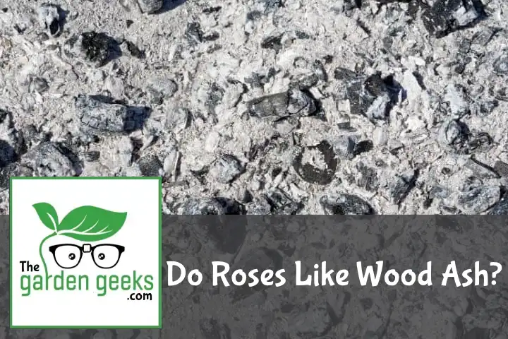Do Roses Like Wood Ash