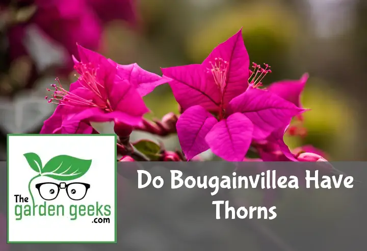 do bougainvillea have thorns