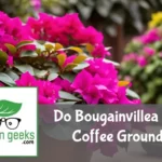 do bougainvillea like coffee grounds