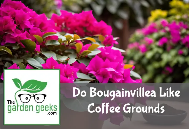 Do Bougainvillea Like Coffee Grounds?