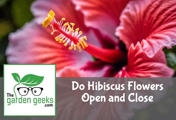 do hibiscus flowers open and close