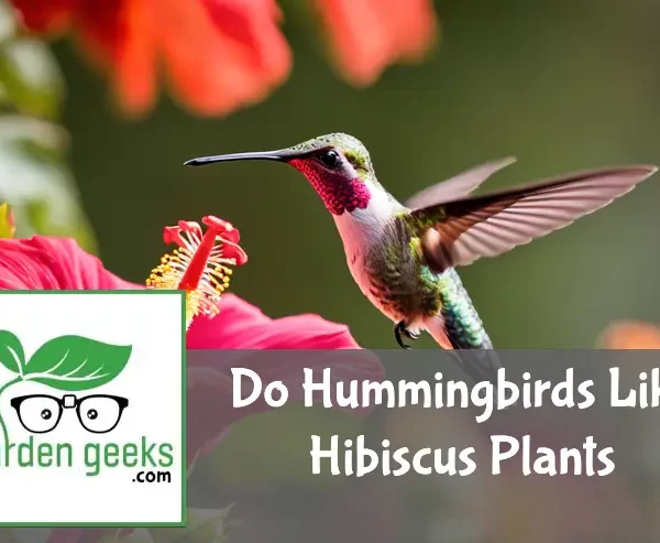 do hummingbirds like hibiscus plants