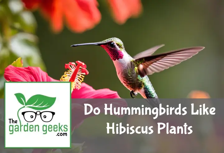 Do Hummingbirds Like Hibiscus Plants?