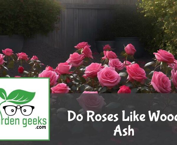 Do Roses Like Wood Ash?
