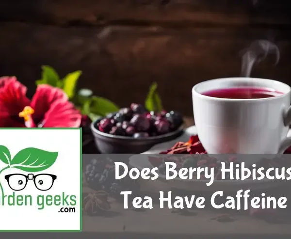does berry hibiscus tea have caffeine