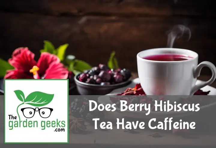 does berry hibiscus tea have caffeine