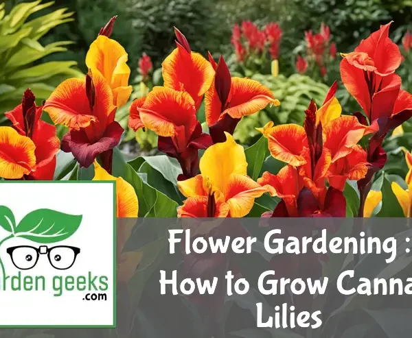 Flower Gardening : How to Grow Canna Lilies