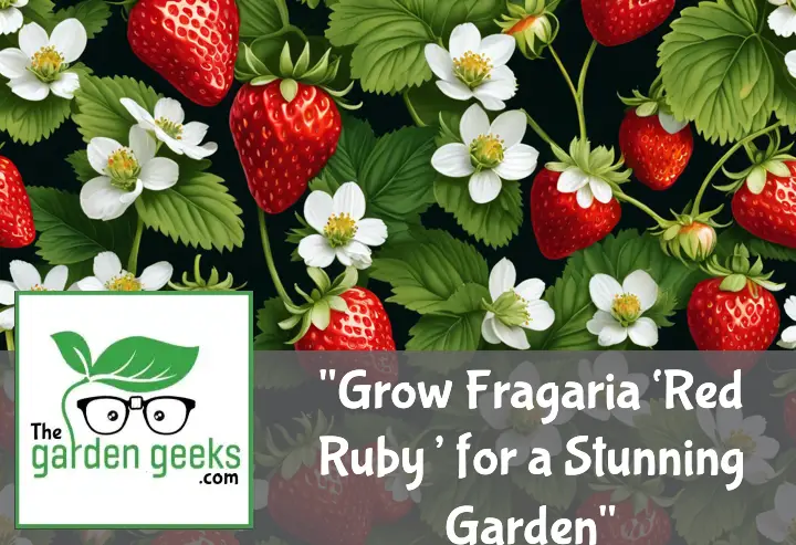Grow Fragaria ‘Red Ruby’ for a Stunning Garden