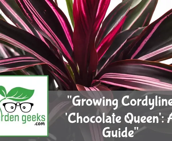 Growing Cordyline ‘Chocolate Queen’