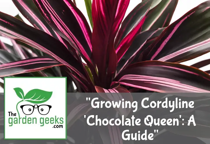 Growing Cordyline ‘Chocolate Queen’