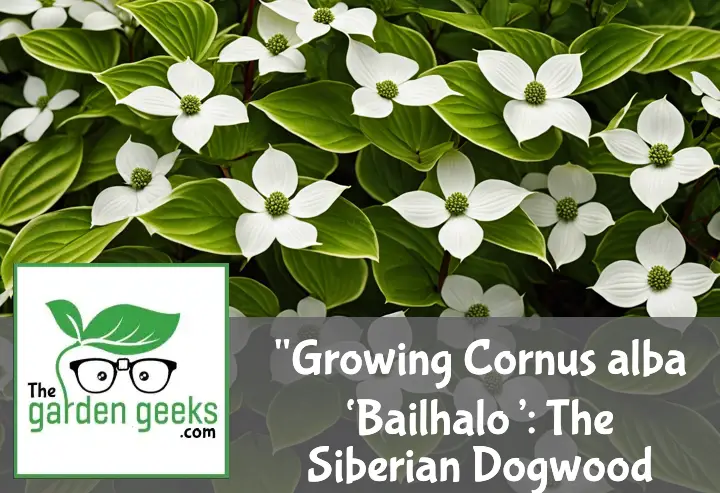 Growing Cornus alba ‘Bailhalo’: The Siberian Dogwood Guide