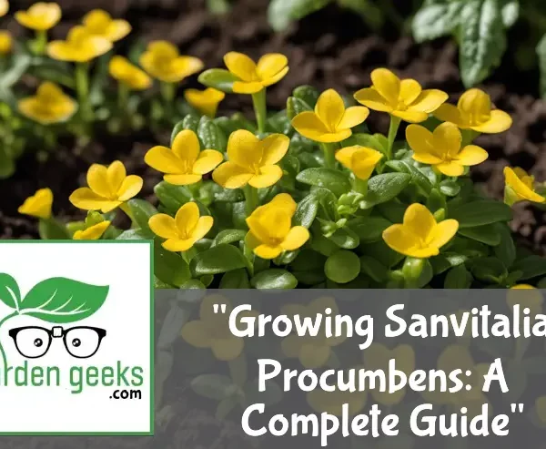 “Growing Sanvitalia Procumbens: A Complete Guide”