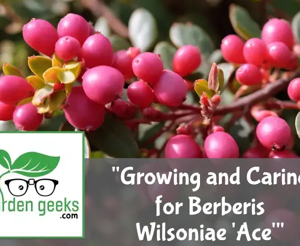 Growing and Caring for Berberis Wilsoniae ‘Ace’