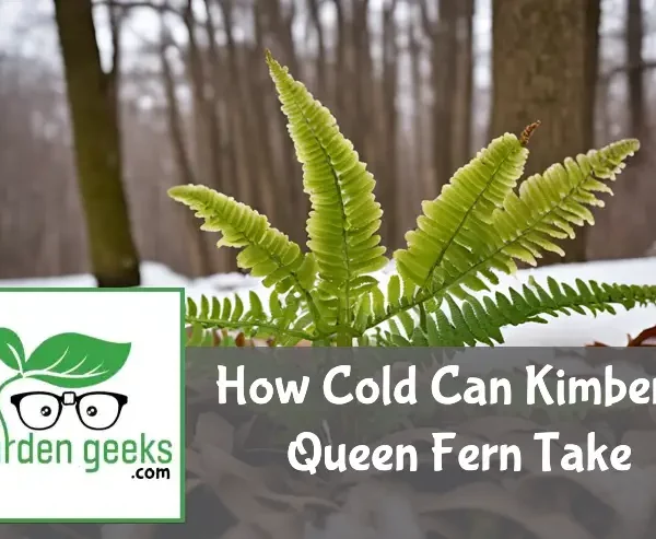 how cold can kimberly queen fern take