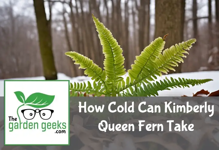 how cold can kimberly queen fern take