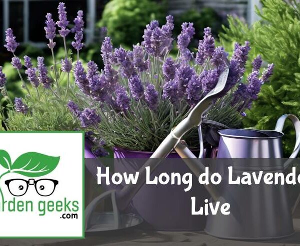 How Long do Lavenders Live? (5 Hacks to Increase Longevity)