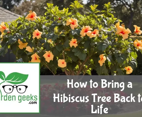 how to bring a hibiscus tree back to life
