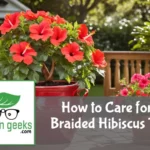 how to care for a braided hibiscus tree