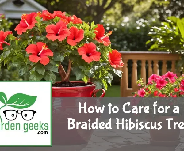 how to care for a braided hibiscus tree