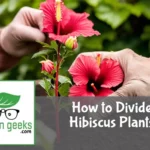 how to divide hibiscus plants
