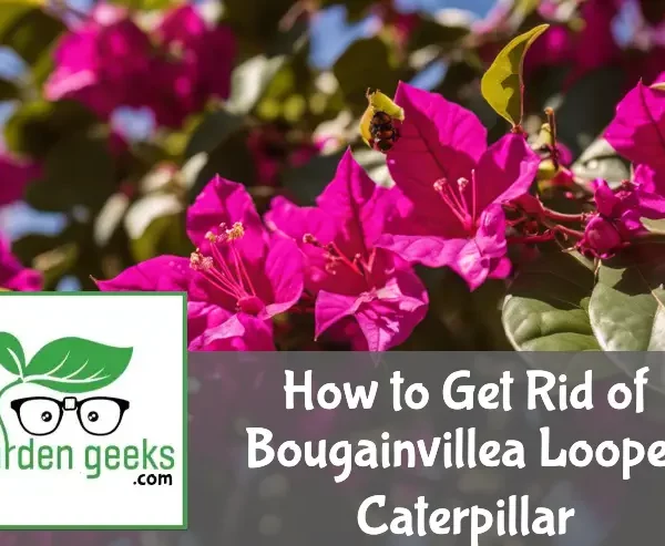 how to get rid of bougainvillea looper caterpillar