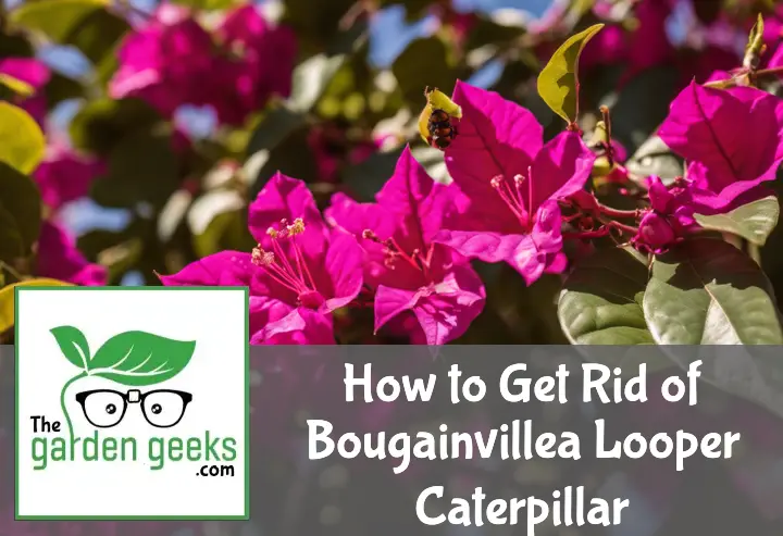 how to get rid of bougainvillea looper caterpillar