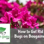 how to get rid of bugs on bougainvillea