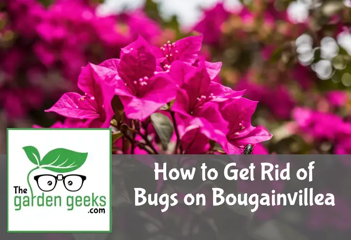 How to Get Rid of Bugs on Bougainvillea?
