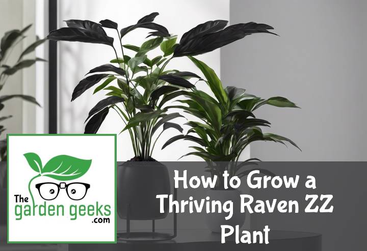 How to Grow a Thriving Raven ZZ Plant