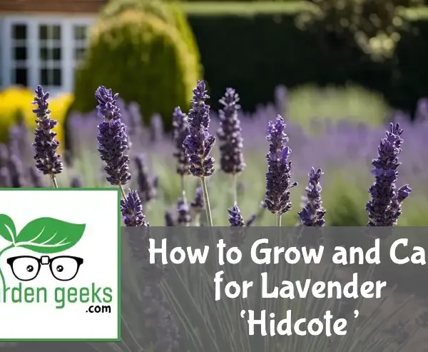 how to grow and care for lavender hidcote