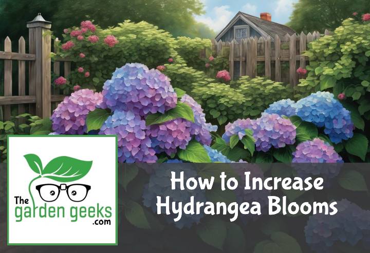 How to Increase Hydrangea Blooms (6 Methods)