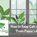 how to keep cats away from peace lily