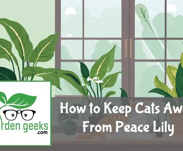 how to keep cats away from peace lily