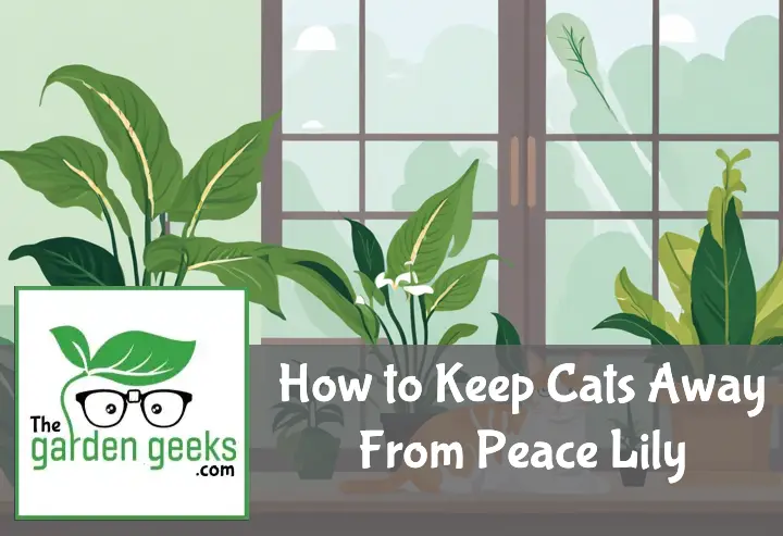 15 Ways to Keep Cats Away From Peace Lily