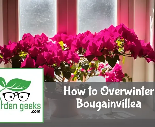 how to overwinter bougainvillea
