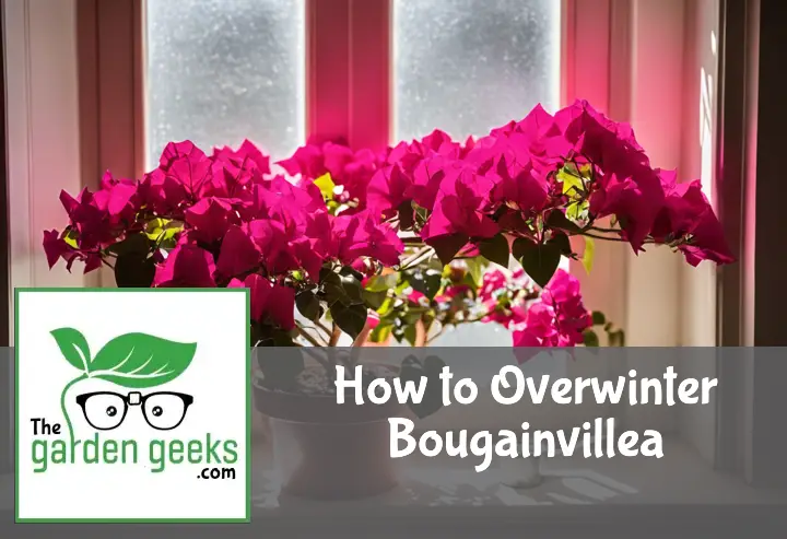 how to overwinter bougainvillea