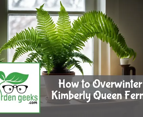 how to overwinter kimberly queen ferns