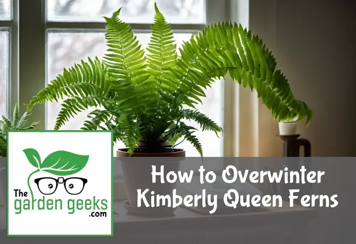 how to overwinter kimberly queen ferns