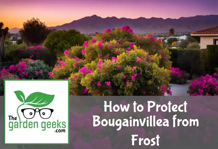 how to protect bougainvillea from frost