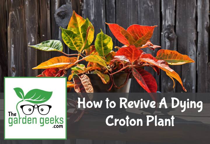 How to Revive A Dying Croton Plant
