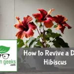 how to revive a dying hibiscus
