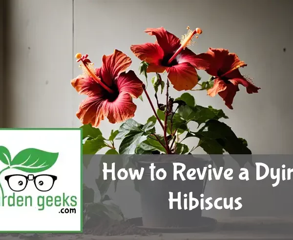 how to revive a dying hibiscus