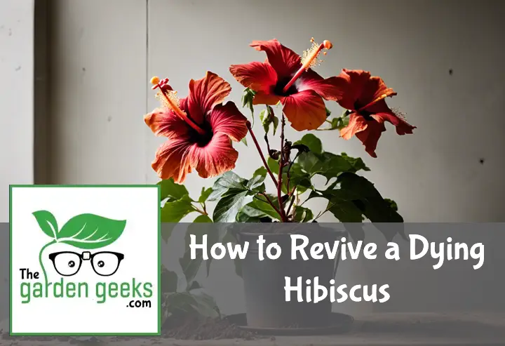 How to Revive a Dying Hibiscus?