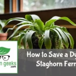 how to save a dying staghorn fern