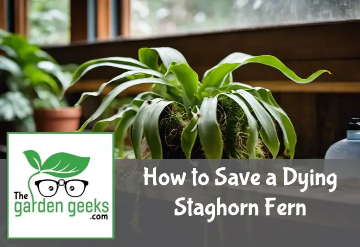 How to Save a Dying Staghorn Fern?