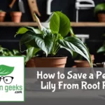 how to save a peace lily from root rot
