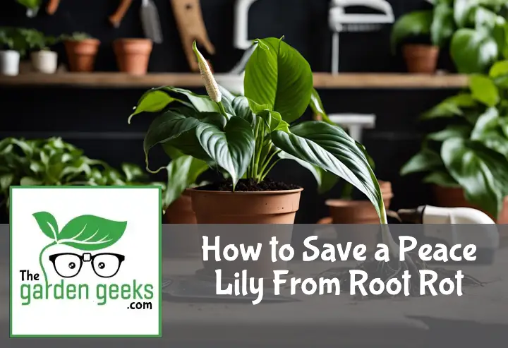 How to Save a Peace Lily From Root Rot?